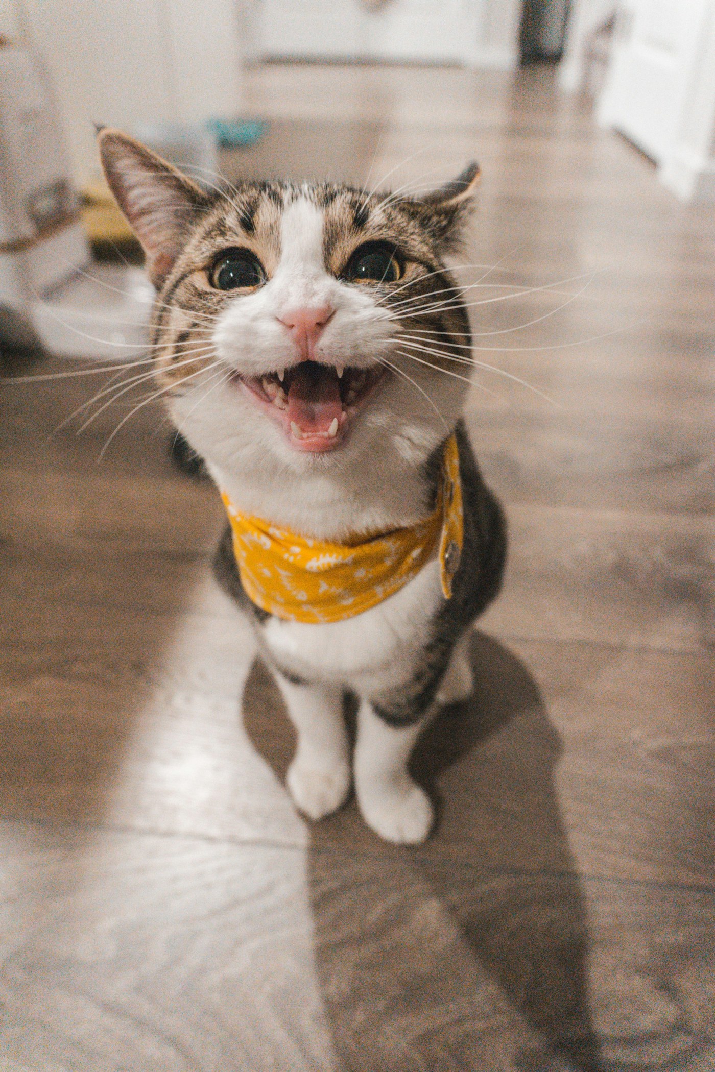 A cozy cat representing a gentle animated companion