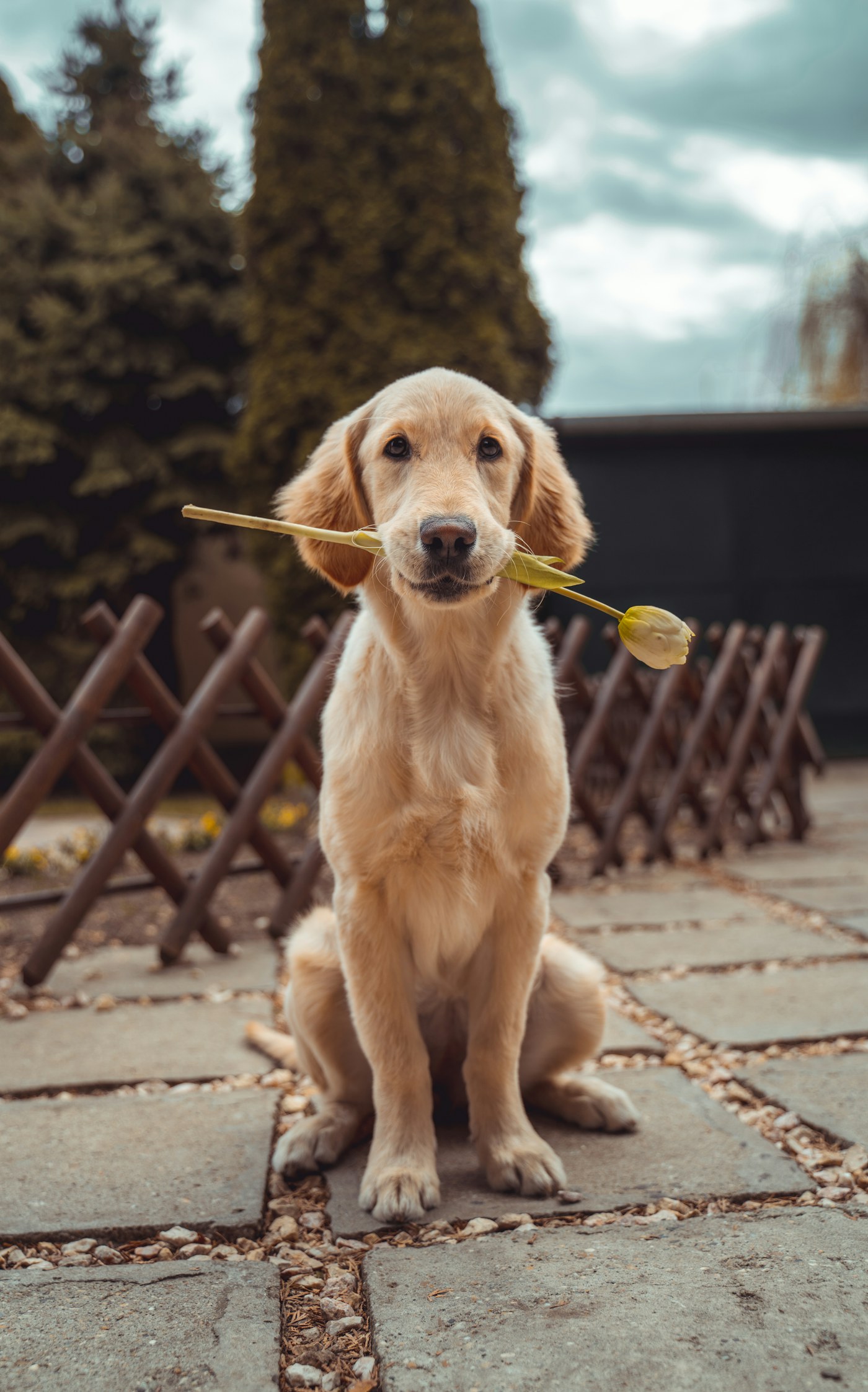 A warm dog portrait used in a phone and desktop companion scene