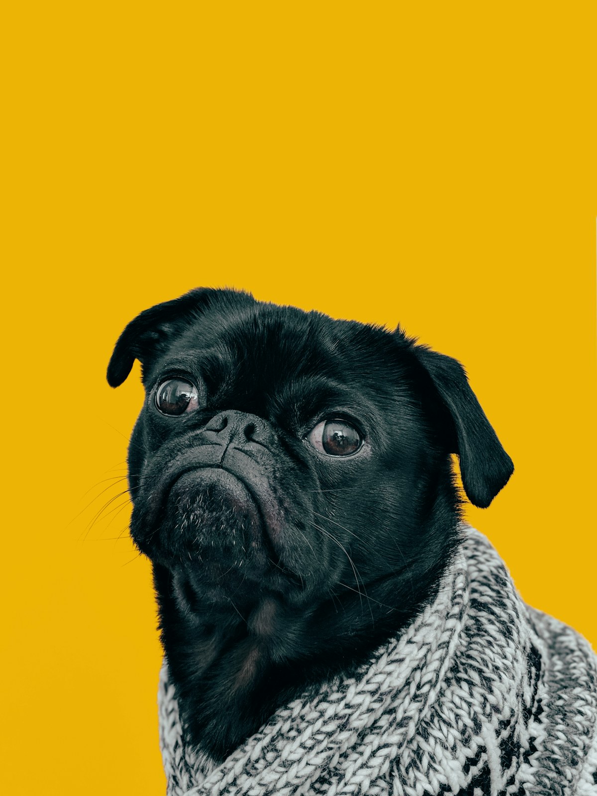 Dog portrait for an example DigitPaw story